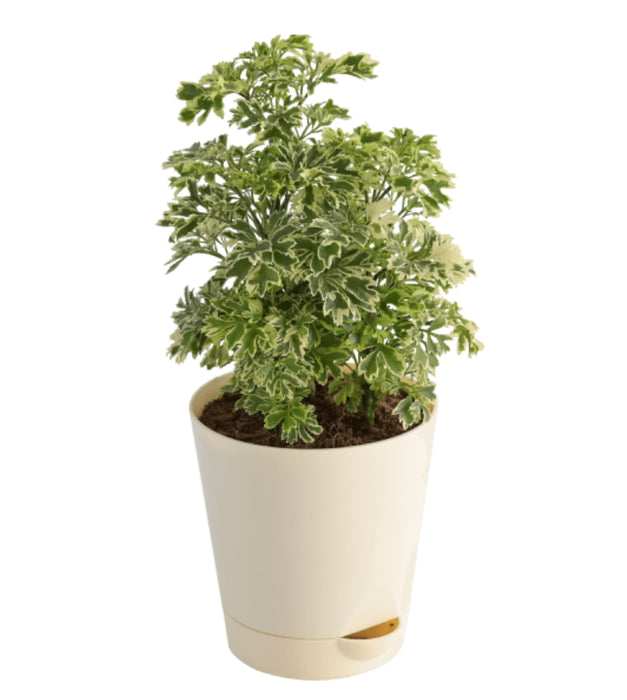 Aralia Variegated Mini Plant