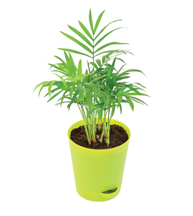 Bamboo Palm Plant