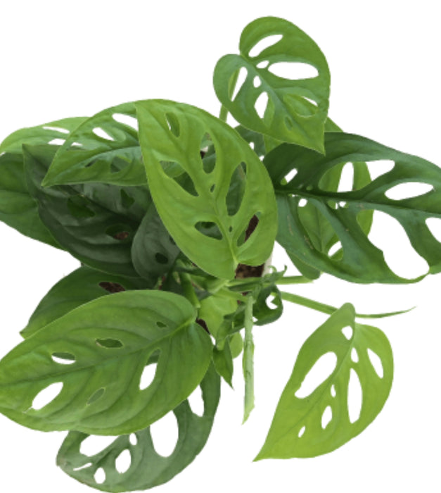 Broken Heart Plant