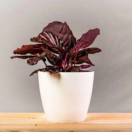 Calathea Roseopicta Dottie 5inch Rounda