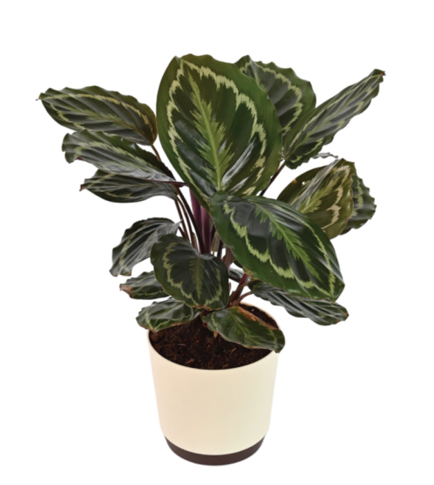 Calathea Medallion Big