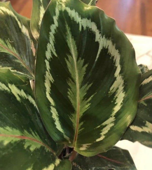 Calathea Medallion Big