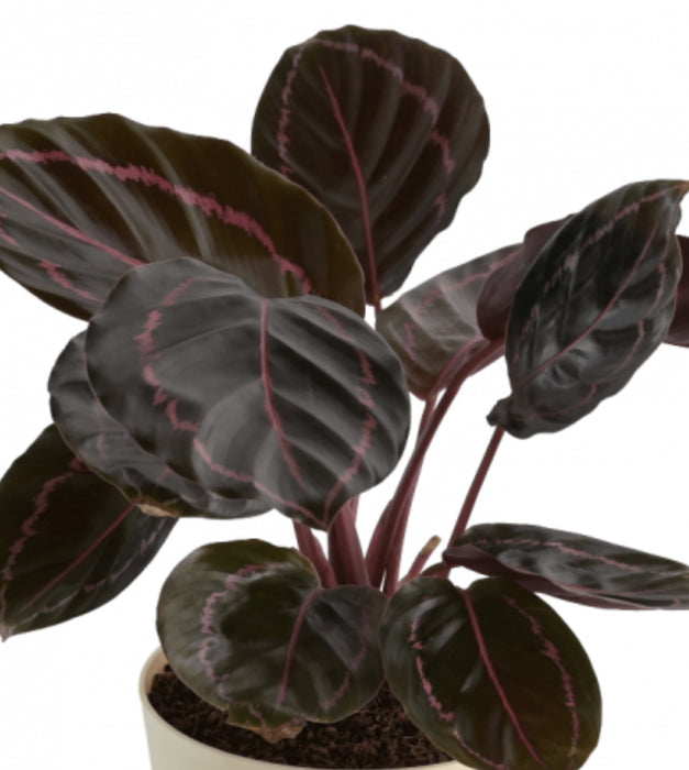 Calathea Roseopicta Dottie