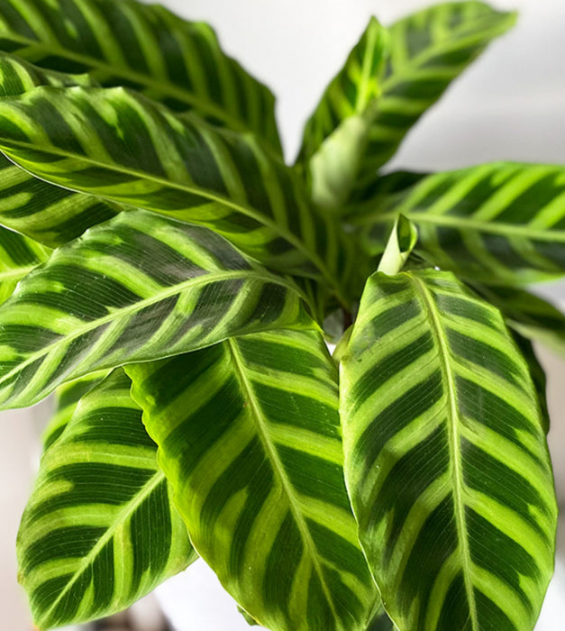 Calathea zebrina Plant