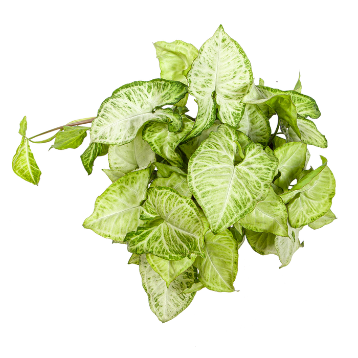 Syngonium Green in 4inch Rounda pot