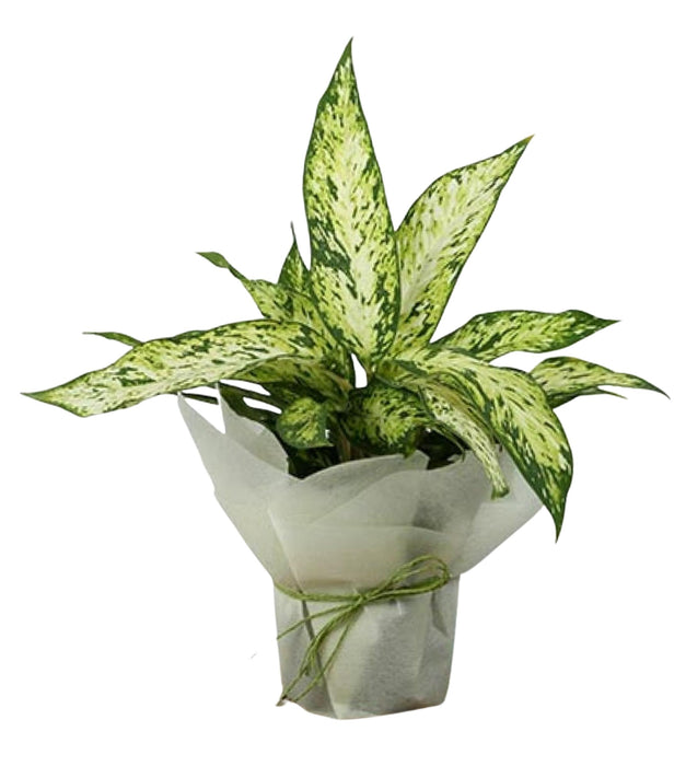 Aglaonema Snow White Gift Wrapped