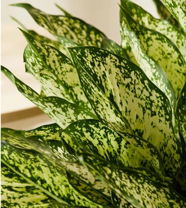Aglaonema Snow White Gift  Wrapped