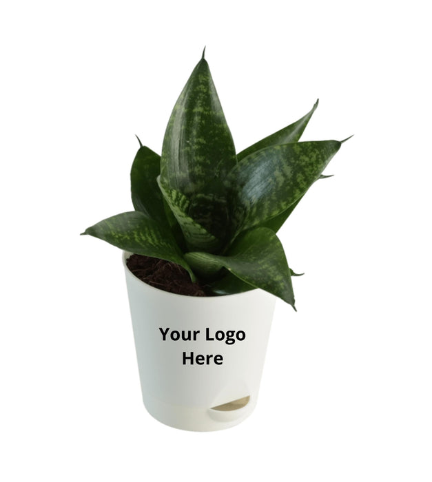 Snake Plant Green (Set of 5 )