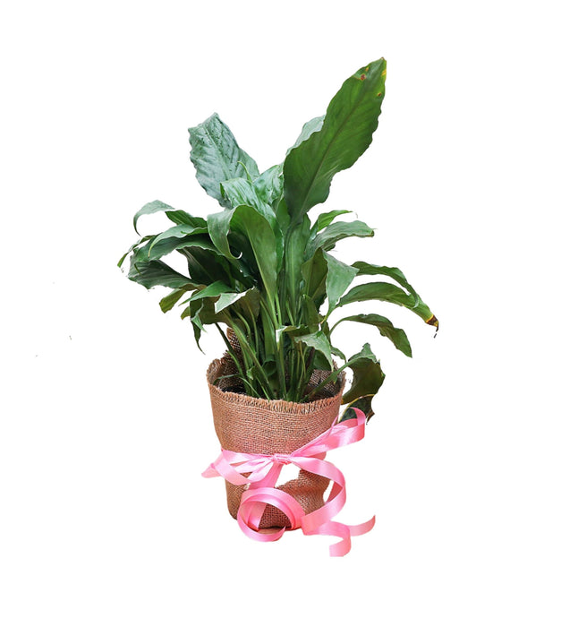 PeaceLily plant Jute wrapped