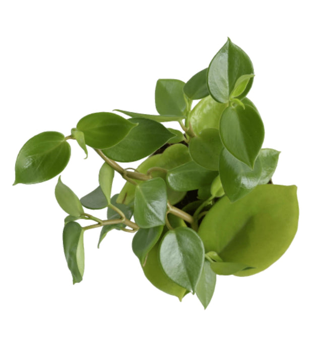 Peperomia Green Creeper Plant