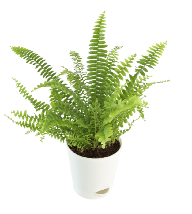 Boston Fern Green