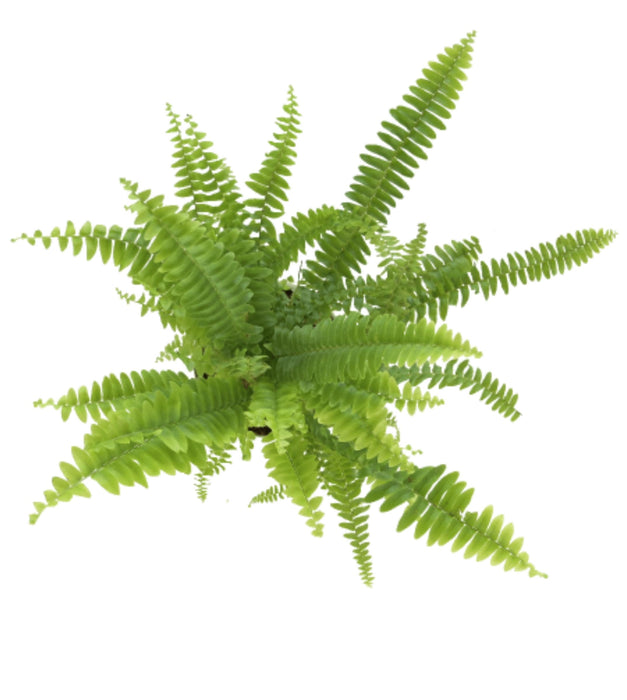 Boston Fern Green