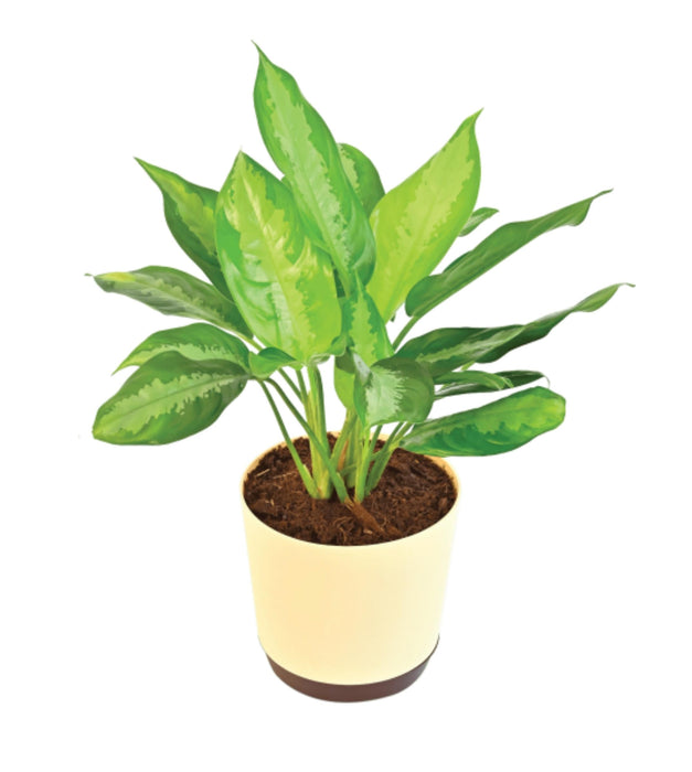 Aglaonema Manila Beauty Big