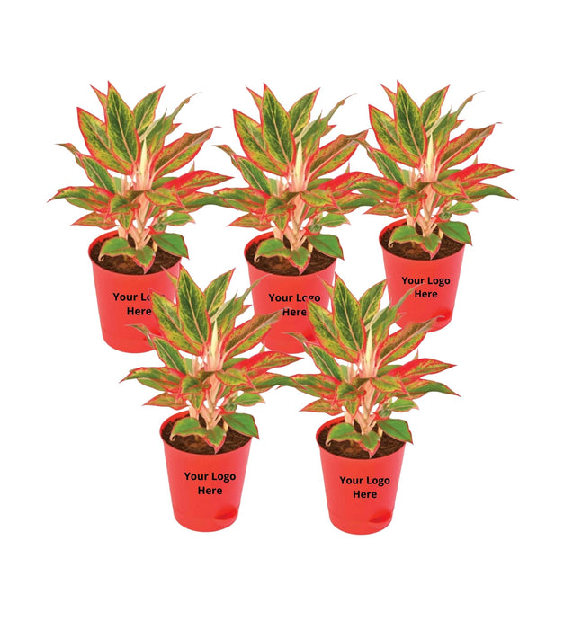 Aglaonema Red (Set of 5)