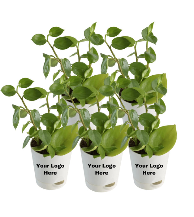 Peperomia Green Creeper (Set of 5 )