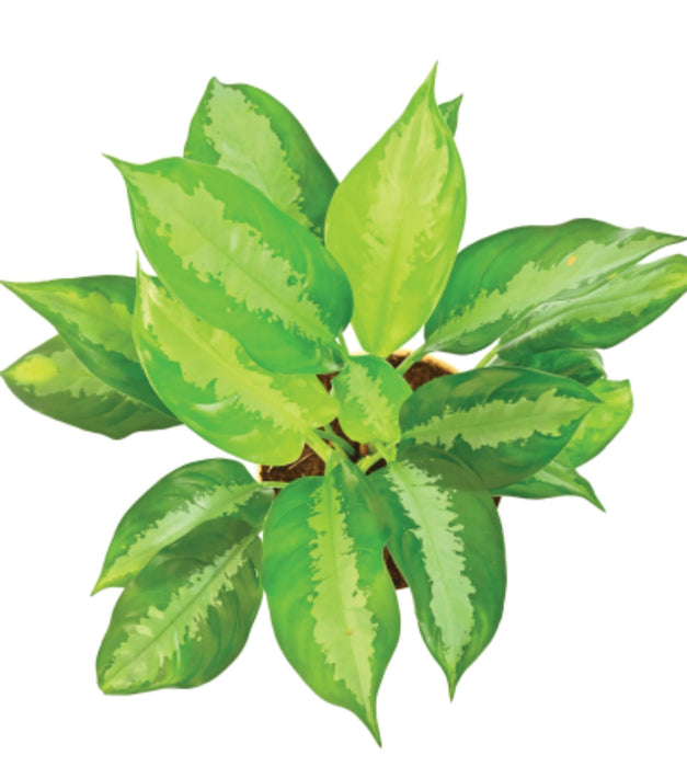 Aglaonema Manila Beauty Big