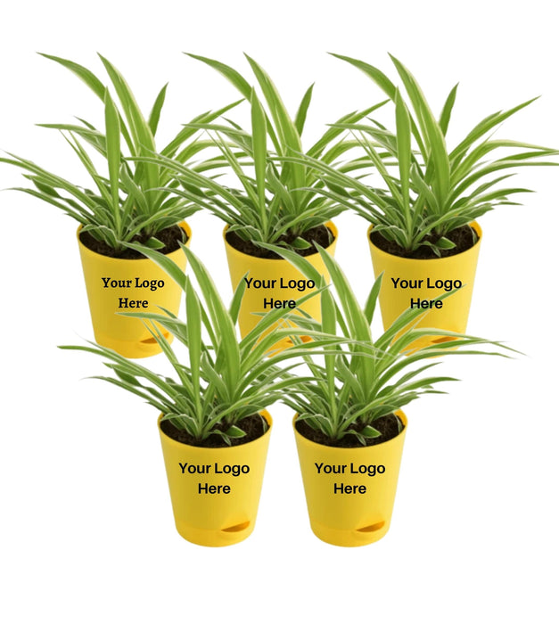 Spider Plant (Set of 5 )
