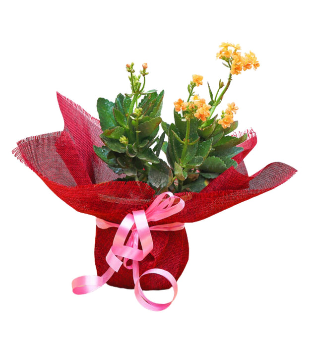 Best 3 Beautiful Gifting Plants