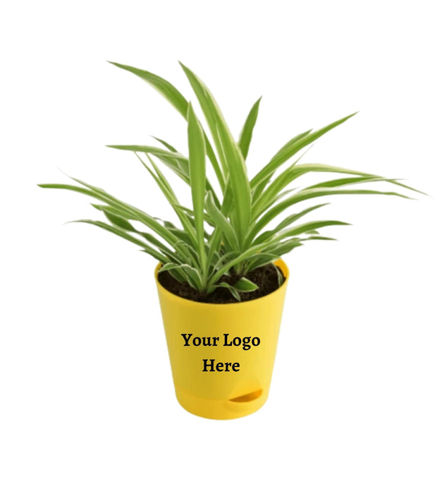 Spider Plant (Set of 5 )