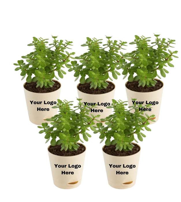 Jade mini (Set of 5)