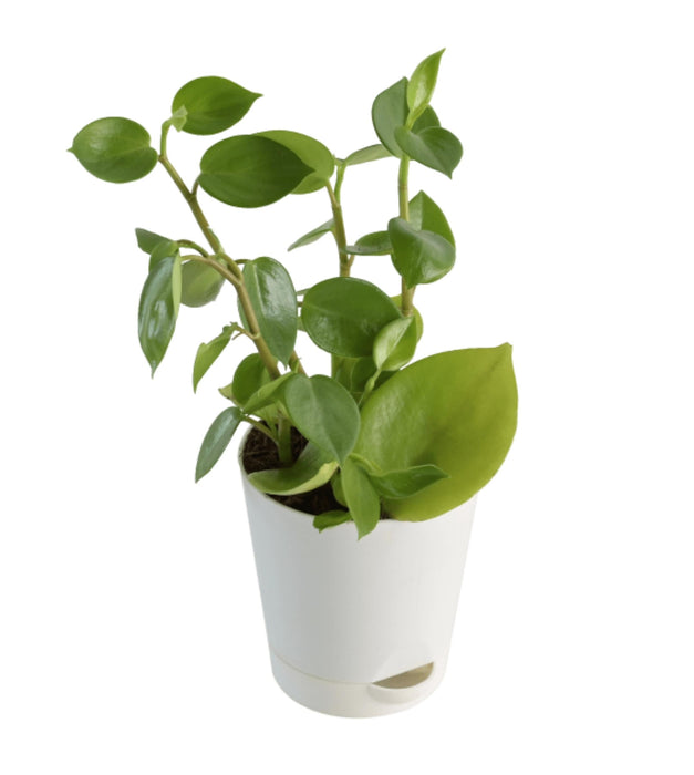Peperomia Green Creeper Plant