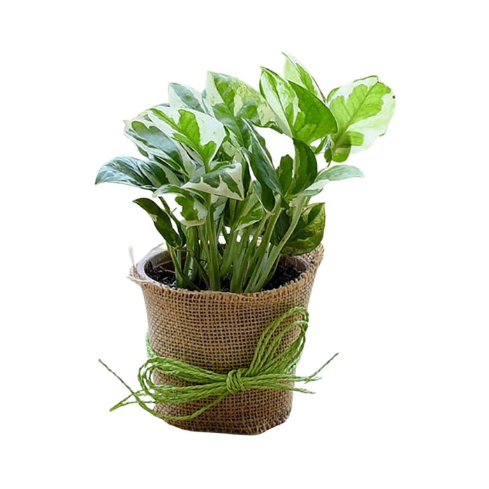 Money Plant N` joy Jute Wrapped