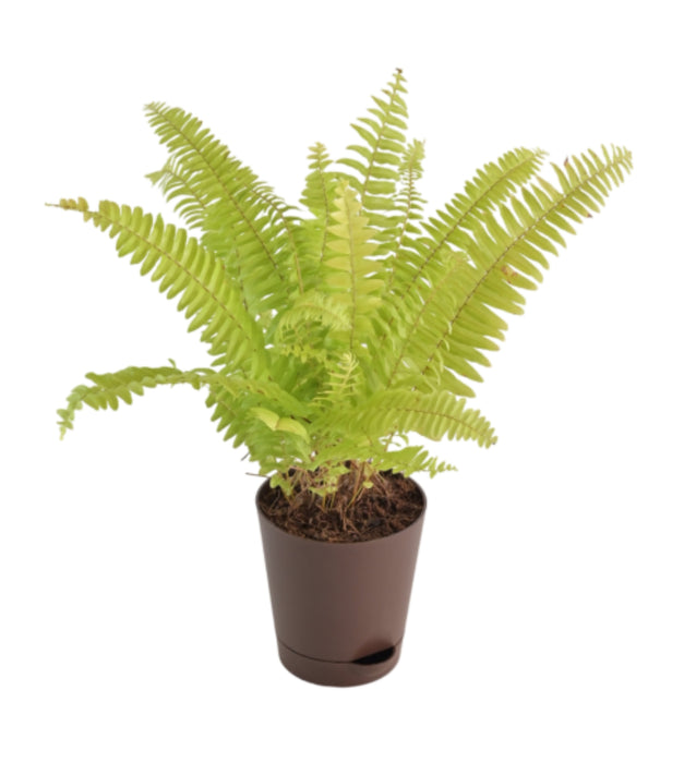 Golden fern Plant