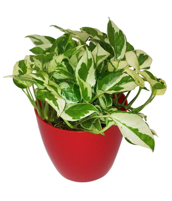 Money Plant N'Joy in 4 inch pot