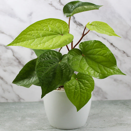 Betel Leaf Plant, Big leaf Paan 4inch Rounda Pot