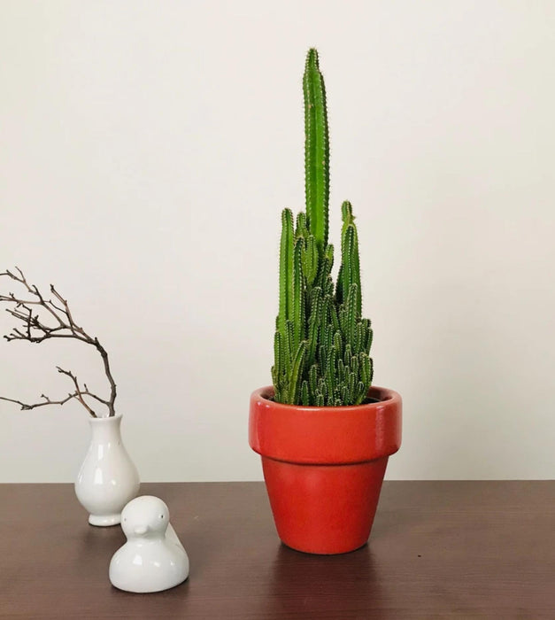 The Dream Pot Planter