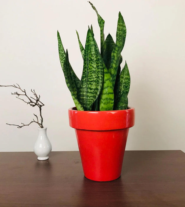 The Dream Pot Planter
