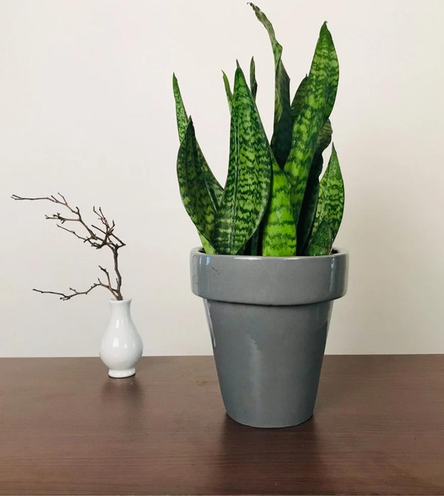 The Dream Pot Planter