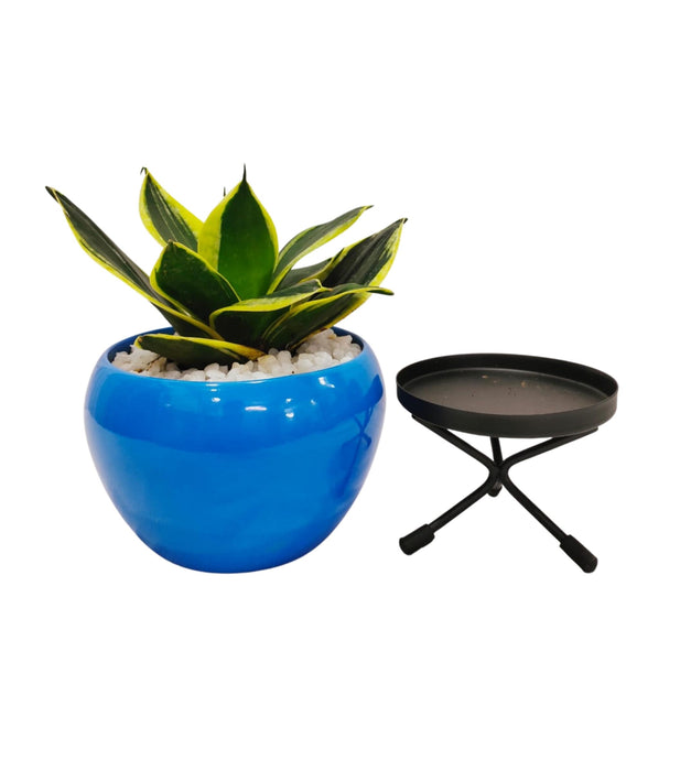 Orchid Pot with Stand