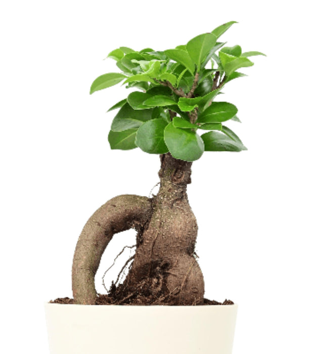 Ficus Bonsai Plant with Self Watering Pot