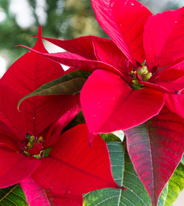 Poinsettia,Christmas Flower In Self Watering Pot