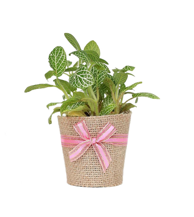 Fittonia Green Plant Jute Wrapped