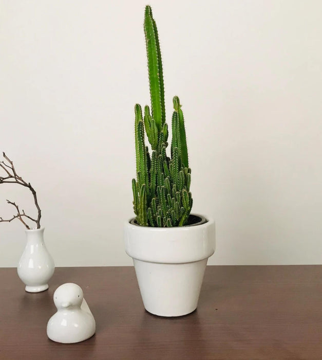 The Dream Pot Planter