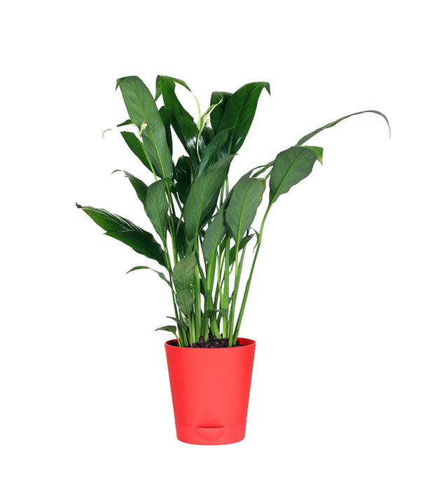Peace Lily Plant with self watering pot