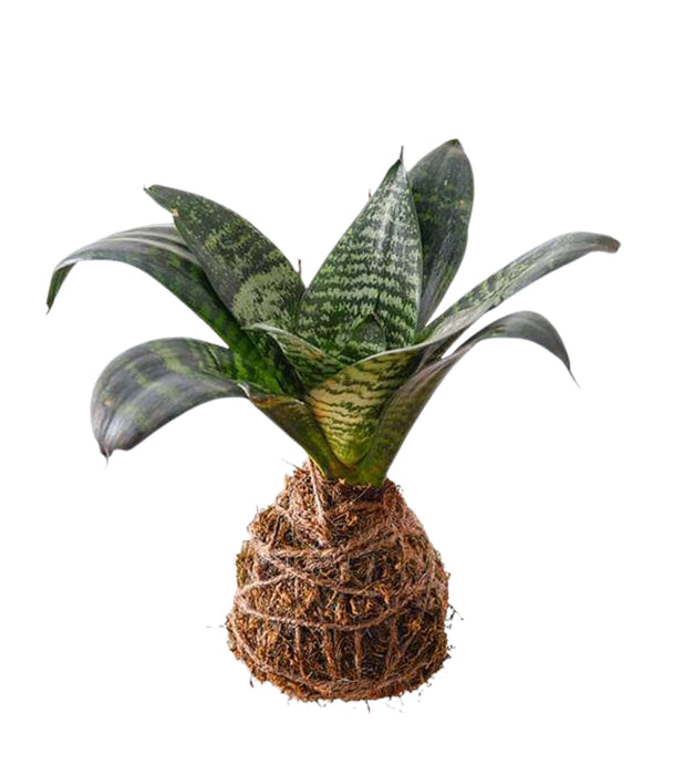 Sansevieria Plant - Kokedama