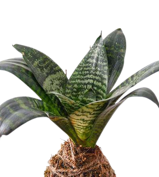 Sansevieria Plant  - Kokedama