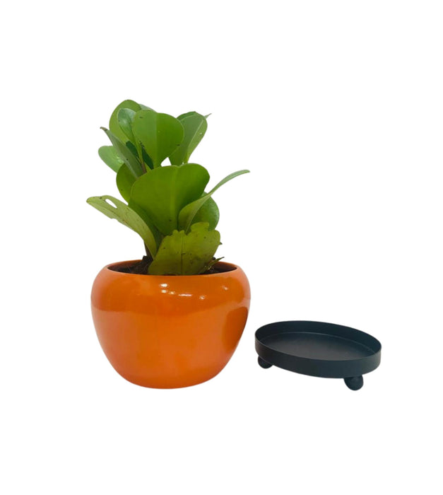 Orchid Pot with Plate Stand