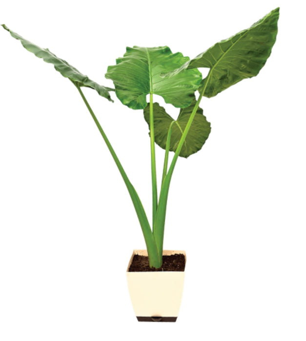 Alocasia Big