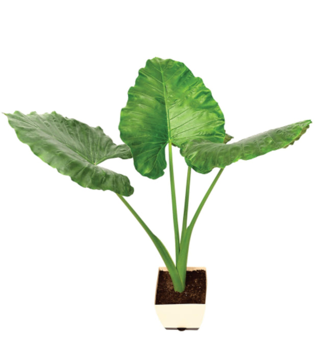 Alocasia Big