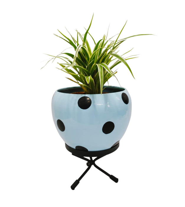 Orchid Polka Pot with Stand