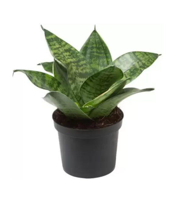 Snake Plant Green In Grower pot