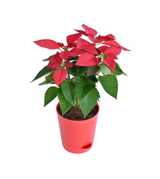 Poinsettia,Christmas Flower In Self Watering Pot