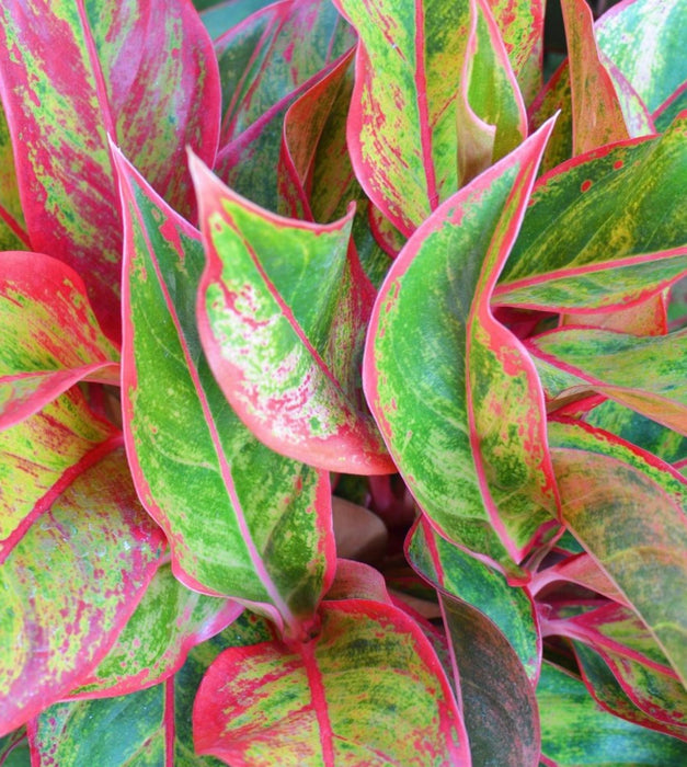 Aglaonema Red with 5 inch self watering pot