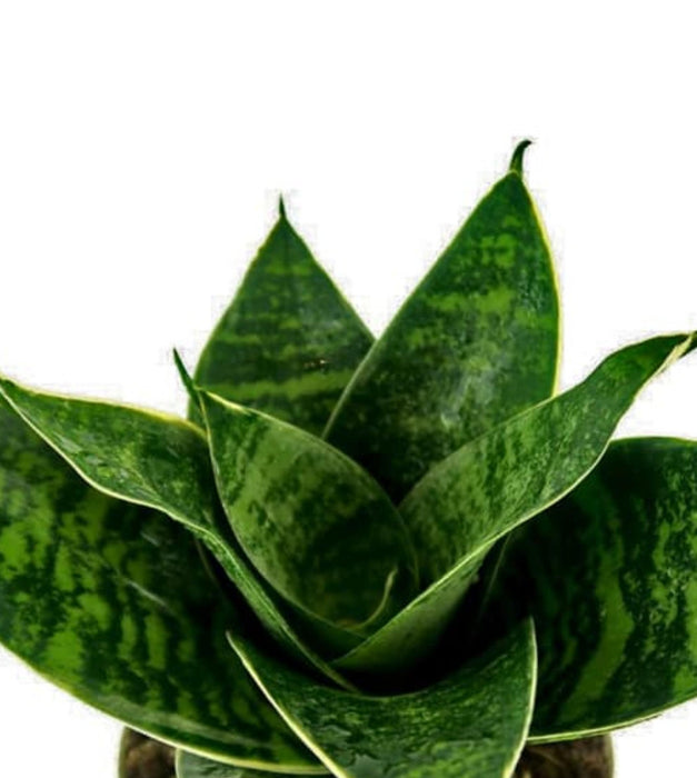 Snake Plant Green In Grower pot