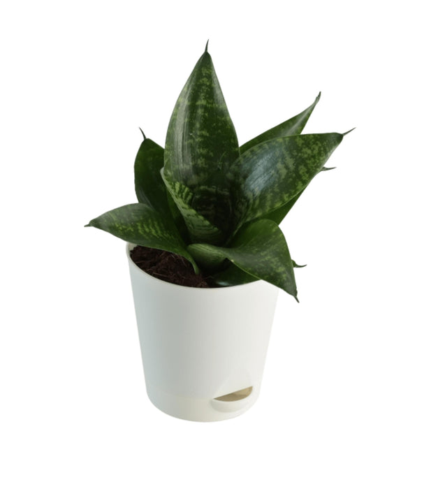 Snake Plant Green (Self Watering Pot)