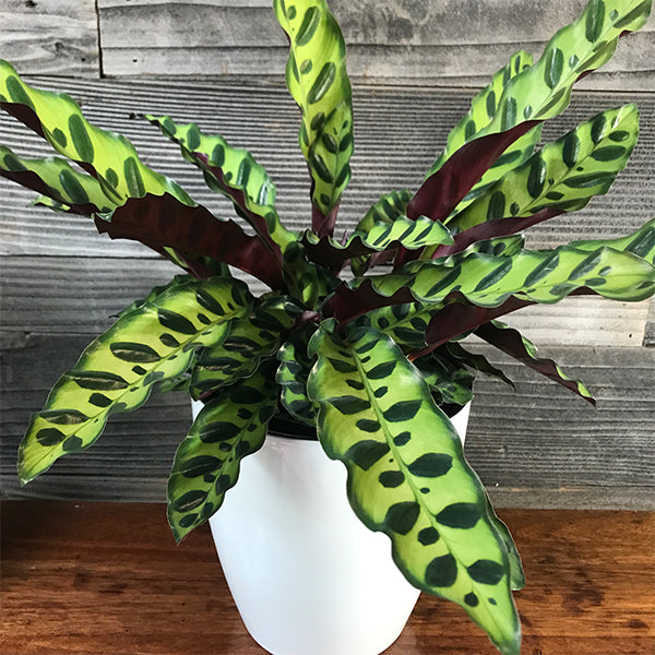 Calathea Rattle Snake 5inch Rounda Pot